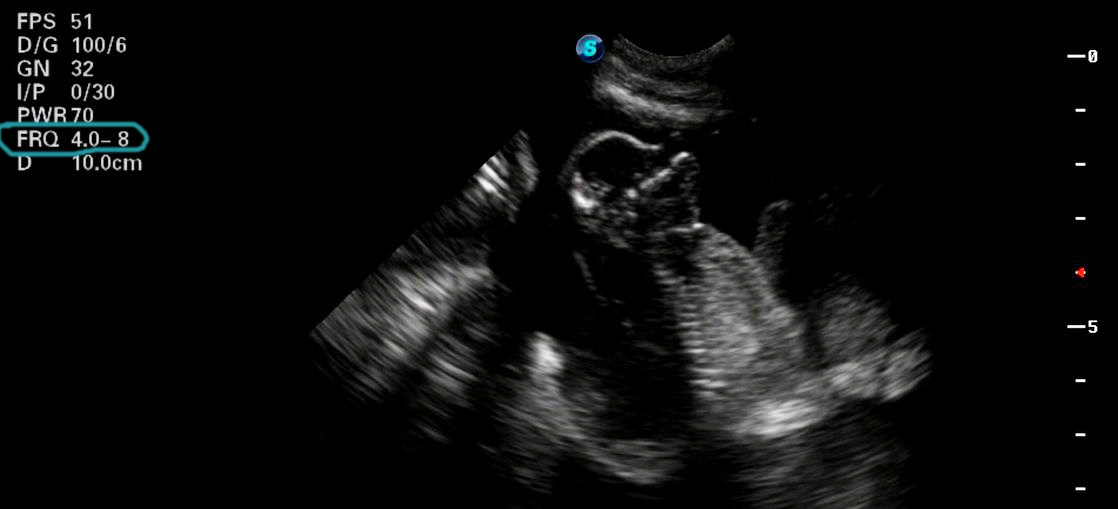 Bulldog ultrasound scan